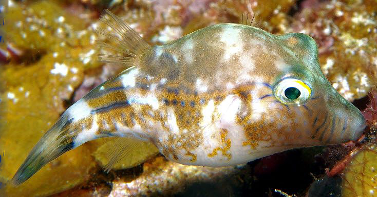 Canthigaster rostrata_03.jpg